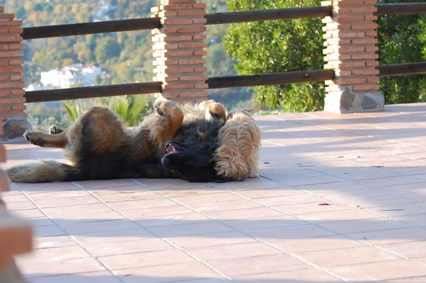 Bruno down and out