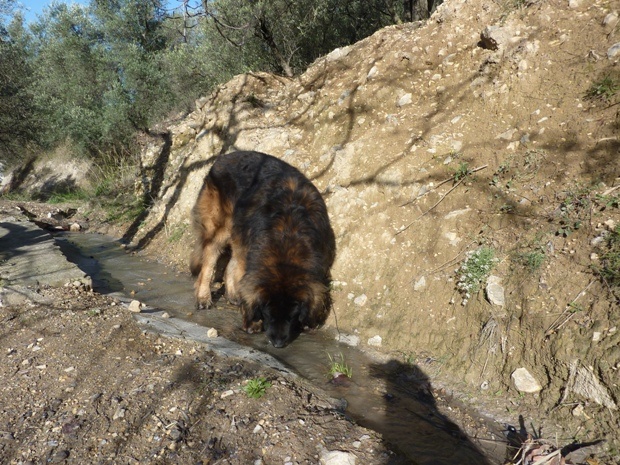 Thirsty, sooooooooo thirsty, its 18C you know