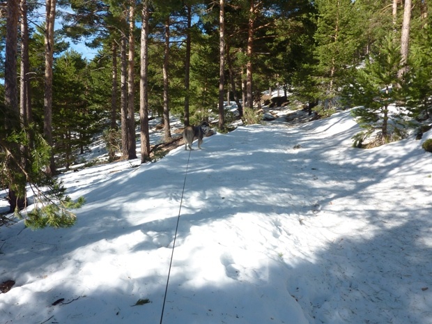 Walking through the forest