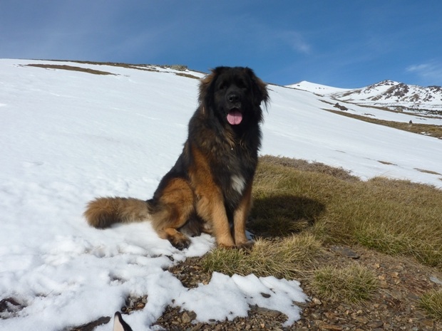 Bruno sat in the snow with Cerrillo Redondo in the far background