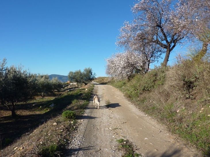 Almond trees with blossom