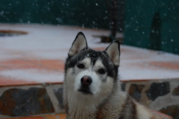 Me I love the snow