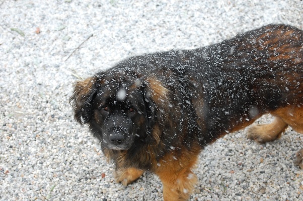 Bruno he loves the snow too