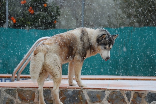 Swimming pool, Orange tree, me & Snow!