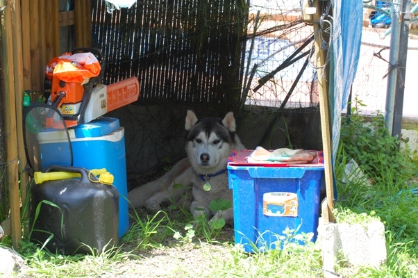 Nice and cool in the rotavator kennel!