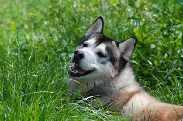 Here I am resting in the long grass