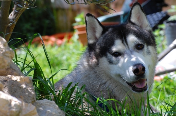 Laying in the shade