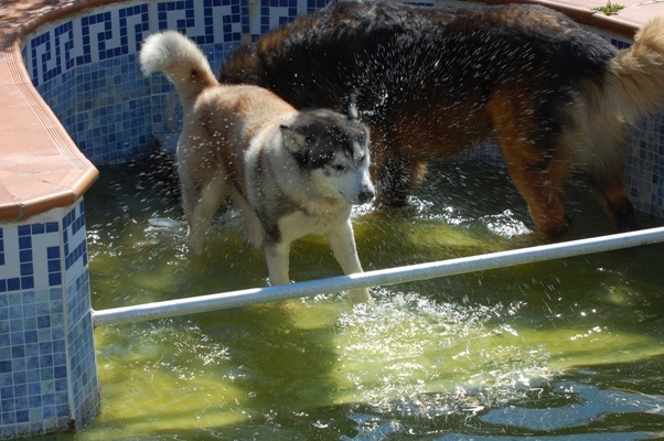 Cooling off in the green water of the swimming pool