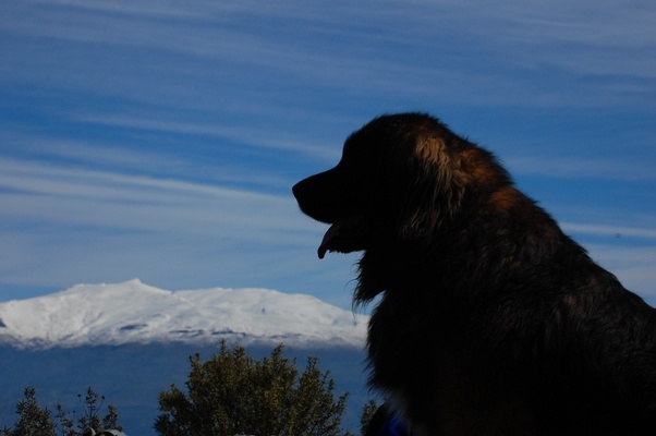 My pal Bruno taking in the view
