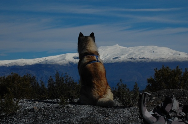 Me looking longingly at the snow on the Sierra Nevada Mountains