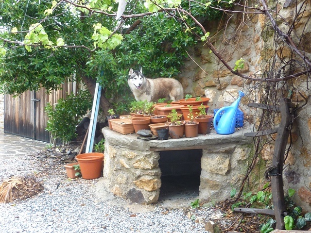 On top of the kennel roof