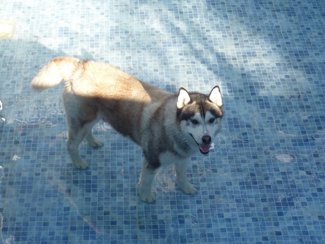 Do I look a happy husky?