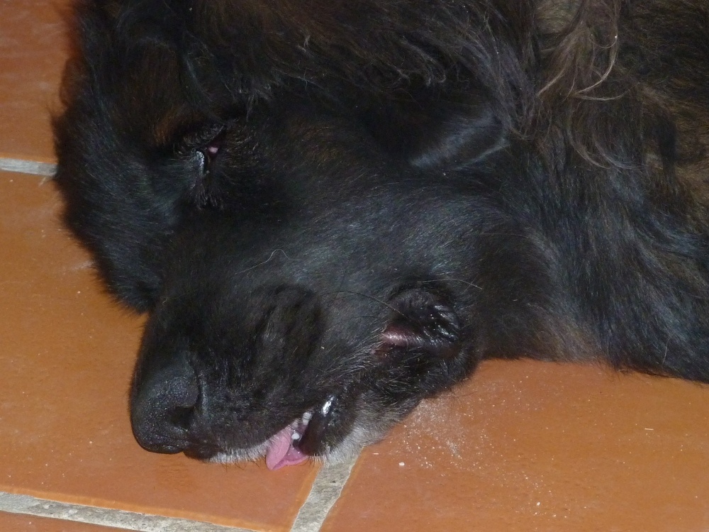 Bruno with a sticky out tongue