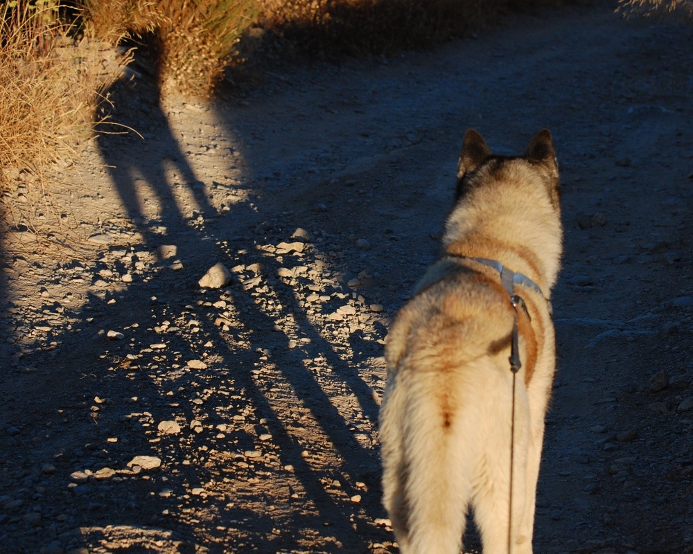 Shadow Dude