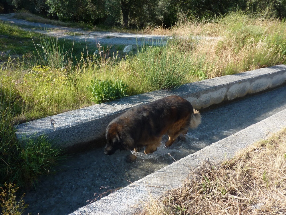 Bruno walking up the acequia