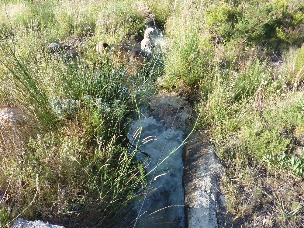 The 2nd acequia, we have to take a detour to this one. Can you see us?
