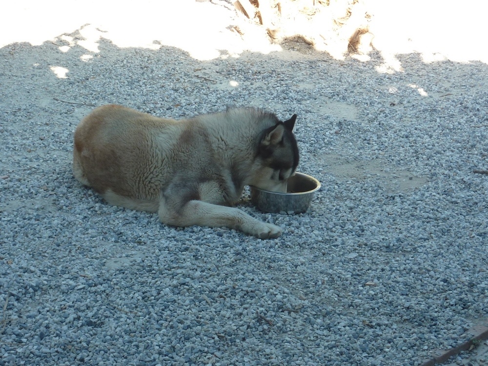 Laying down to eat food helps save energy