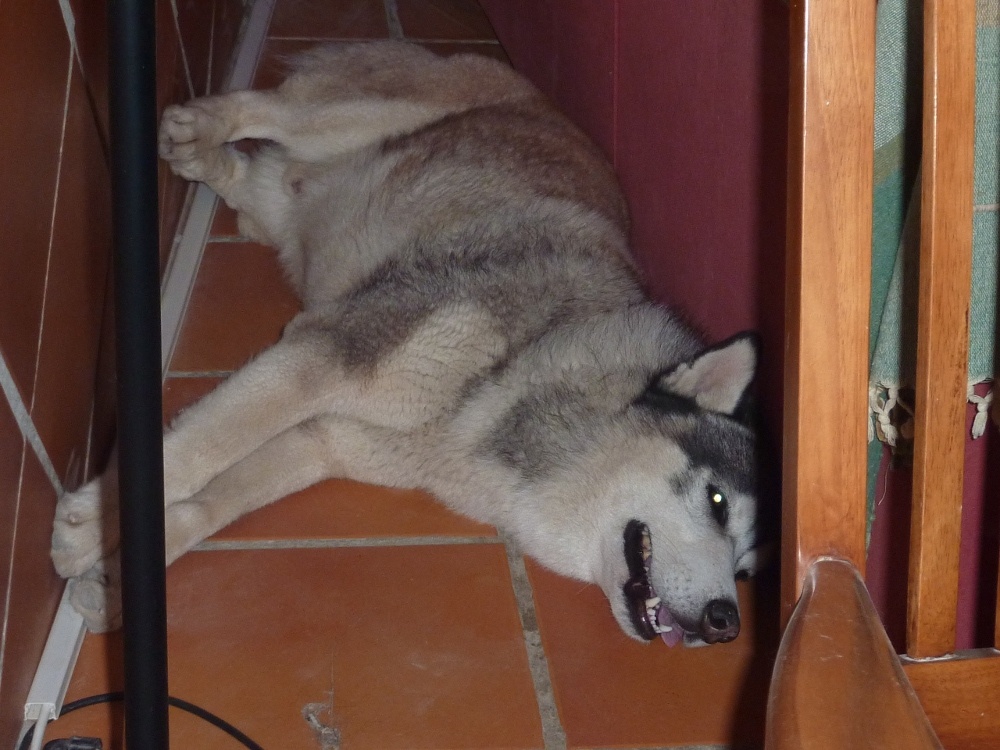 Finding somewhere cool to lay inside the house