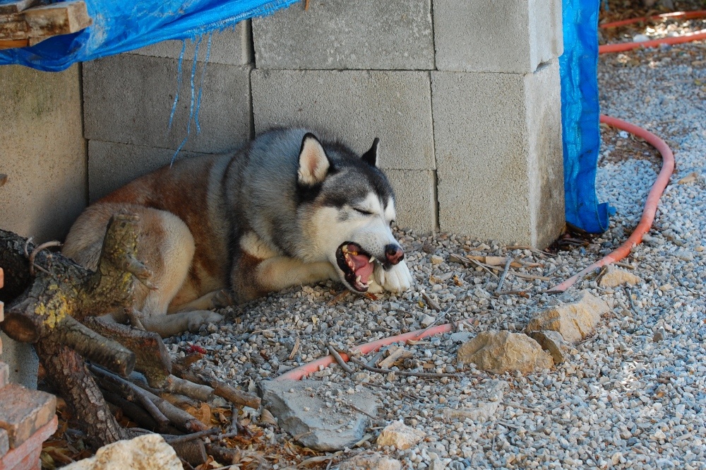 Have a chew on a stick