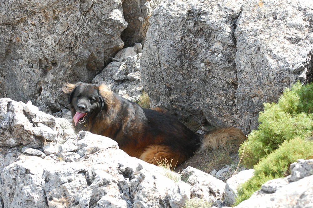 Bruno stuck on the mountain, he dosnt look to bothered does he