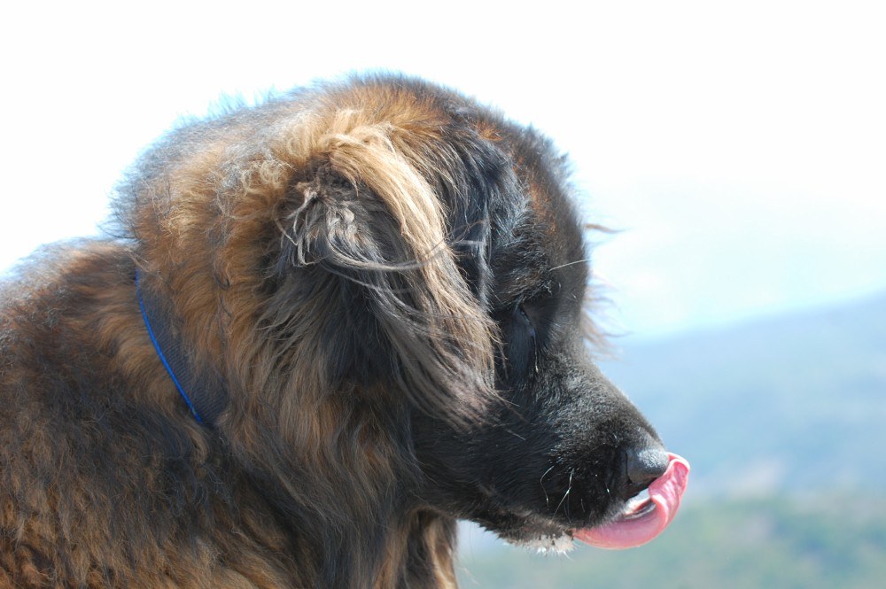 Bruno doing his tongue exercises