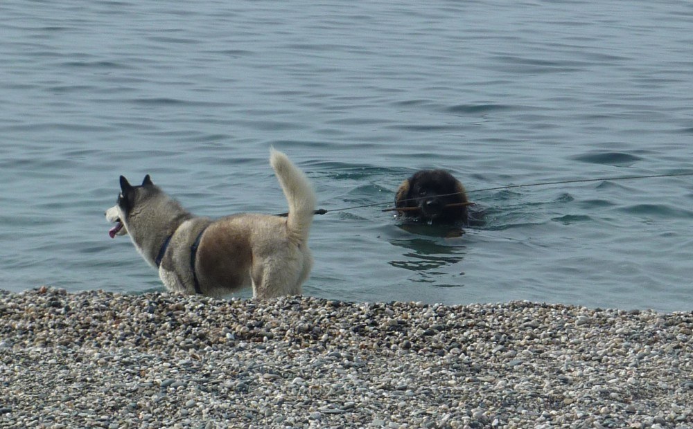 Bruno having a swim with the stick in his mouth, me, im watching birds