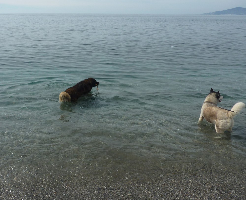 Paddling and chasing sticks