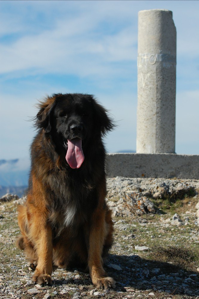 Bruno sat at the summit