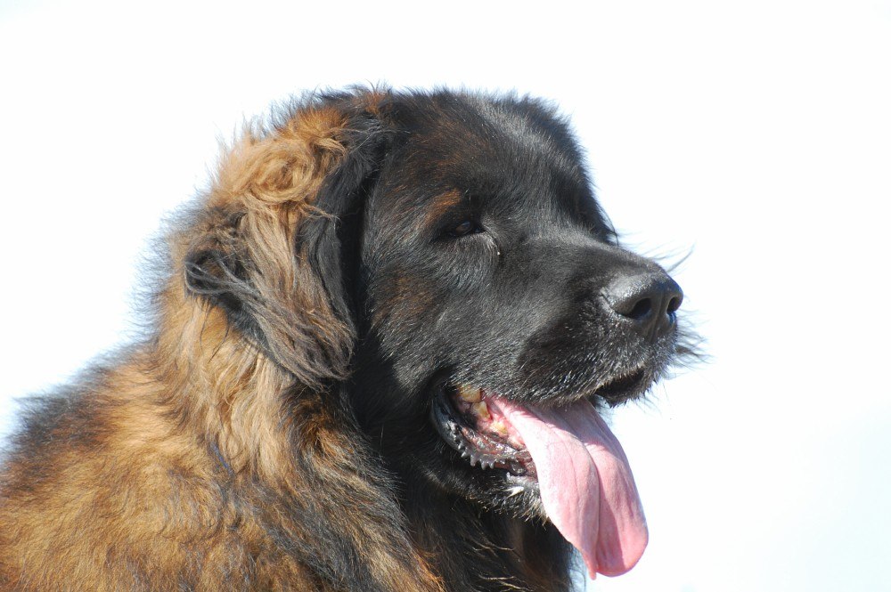 Bruno with his ears blowing in the wind