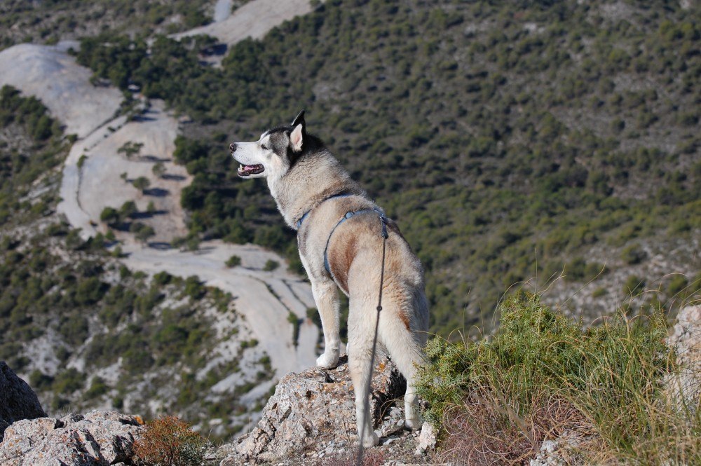 Getting a different view and smelling those mountain goats