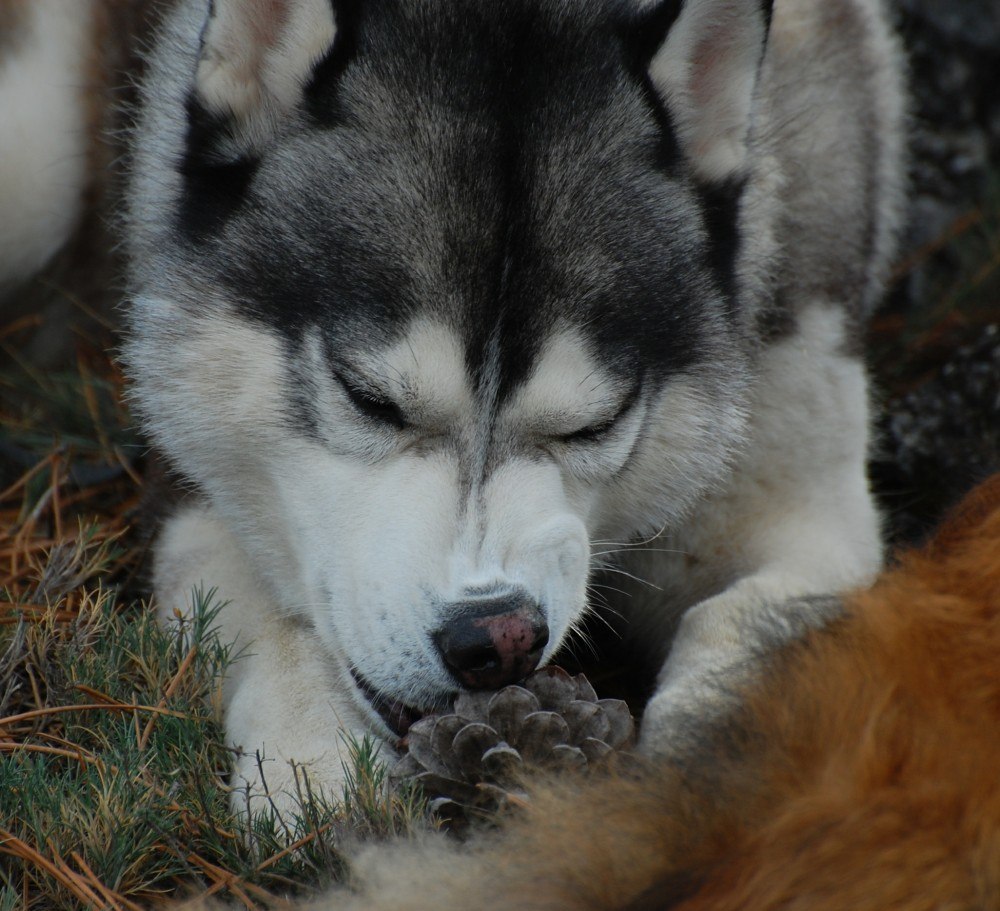 Chewing on pine cones is a good way to pass the time