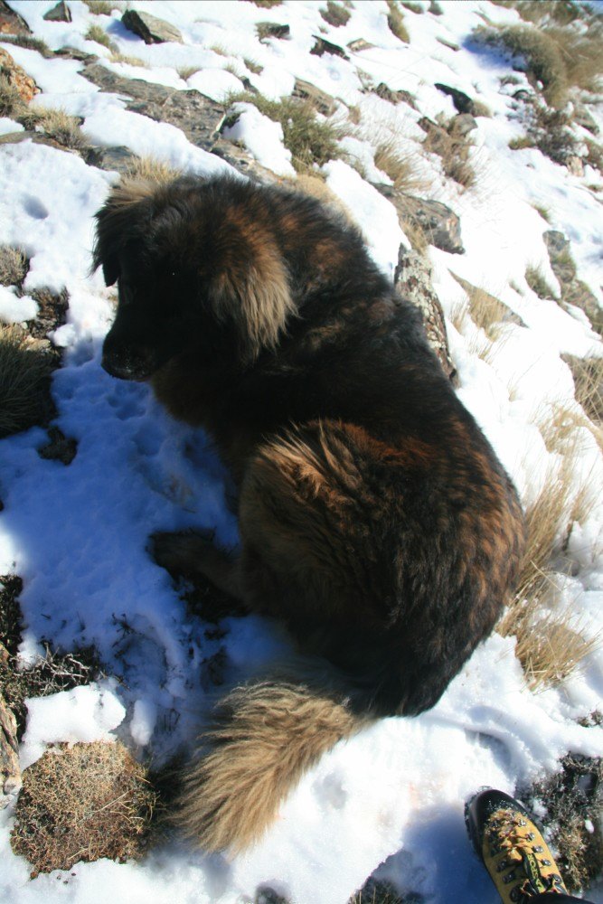 Bruno looking cute having a rest in some snow