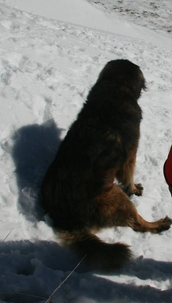 Bruno sitting funny