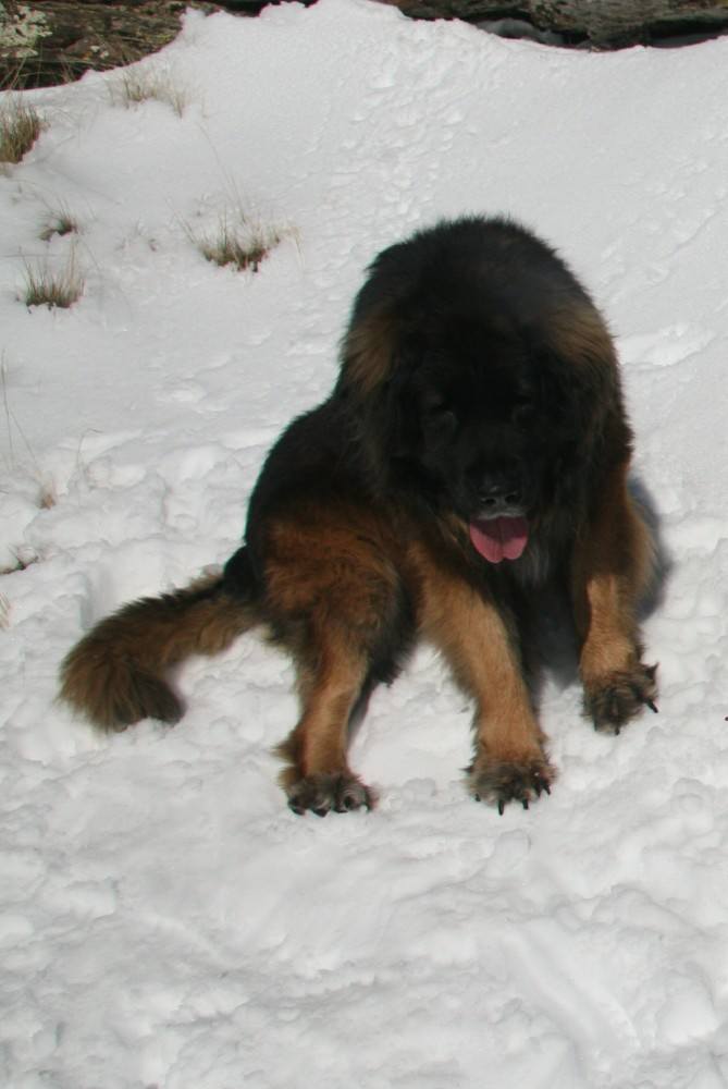 Digging his claws into the snow