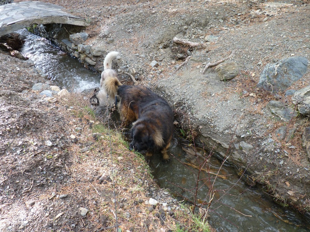 Cooling off in the acequia