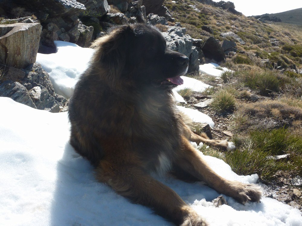 Bruno laying in a patch of snow