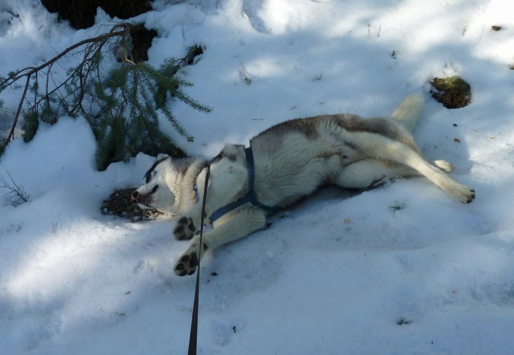 Its my birthday and i'll roll in the snow if I want to