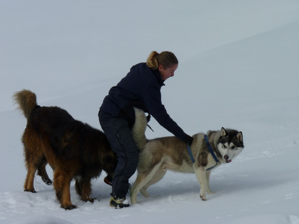 Back to business, I go back on the lead whilst Bruno is now attached to hu'mums leg!