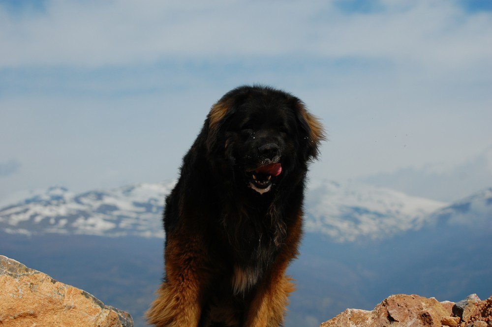Slobber time. Bruno flinging his slobber about