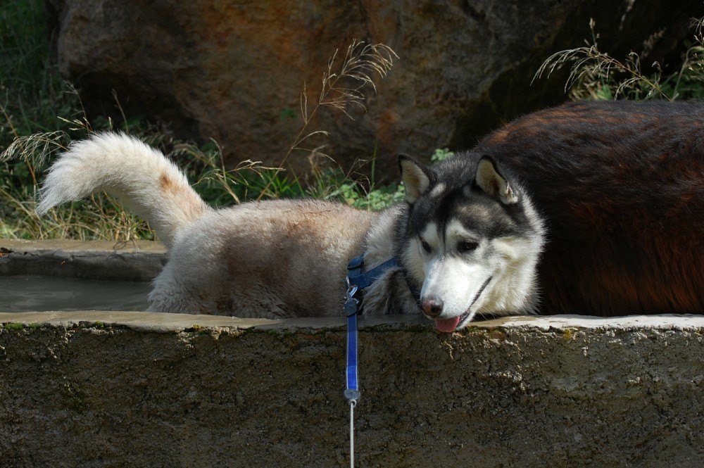 Cooling off in the water! Dont tell anyone but I did fall in. I tried to test the depth with 1 paw but lost my balance and toppled in!