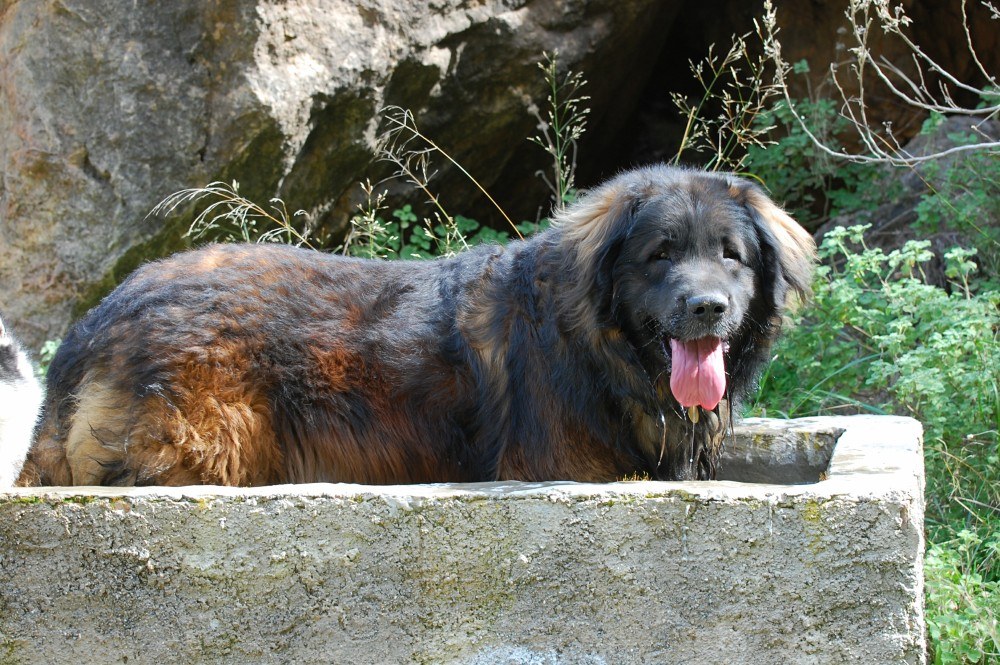 Bruno cooling off in the water