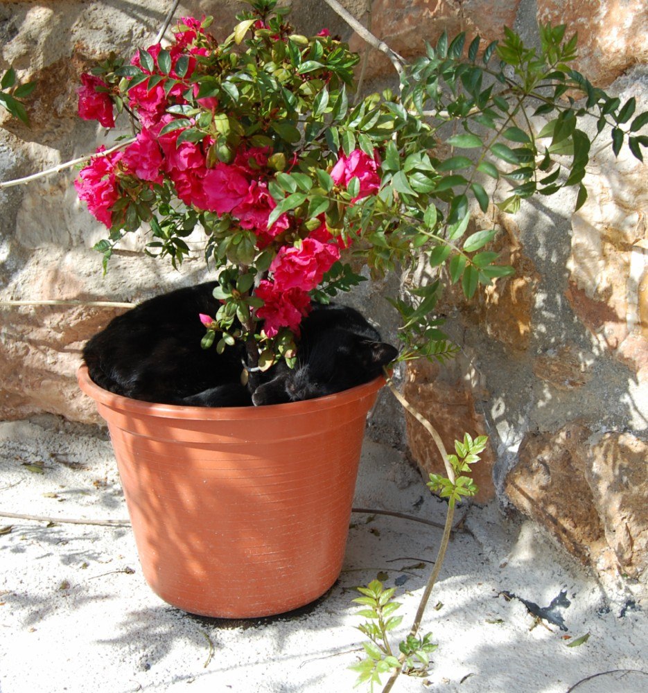 She always loved to sleep in plant pots