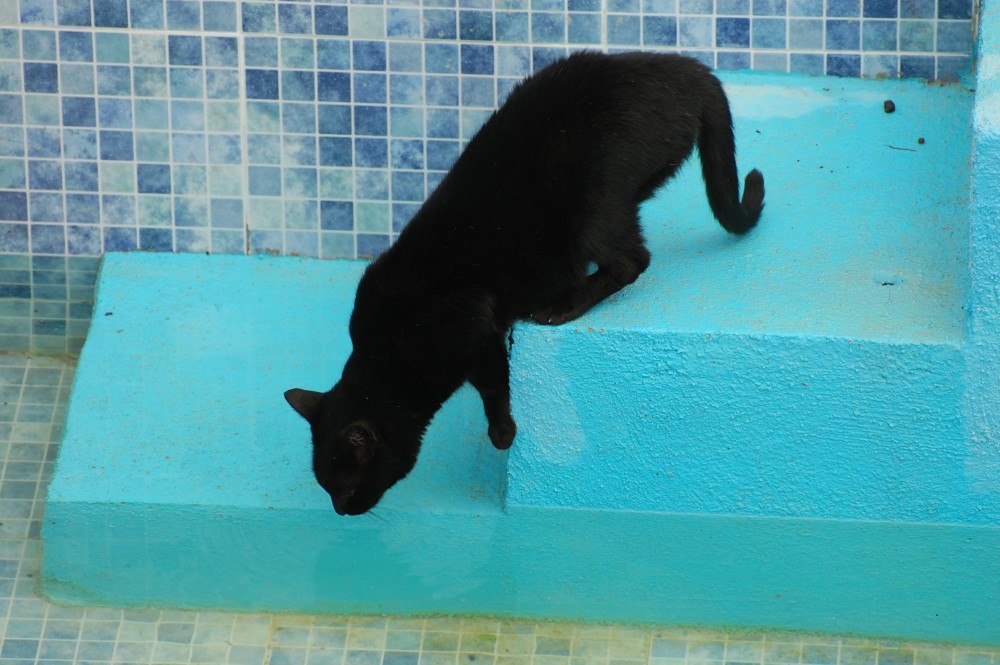 Her favourite water bowl - The swimming pool
