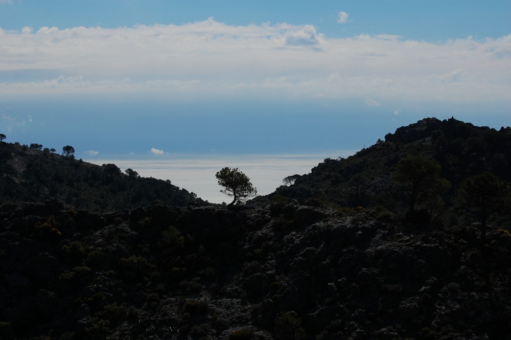 The Mediterranean Sea behind the tree