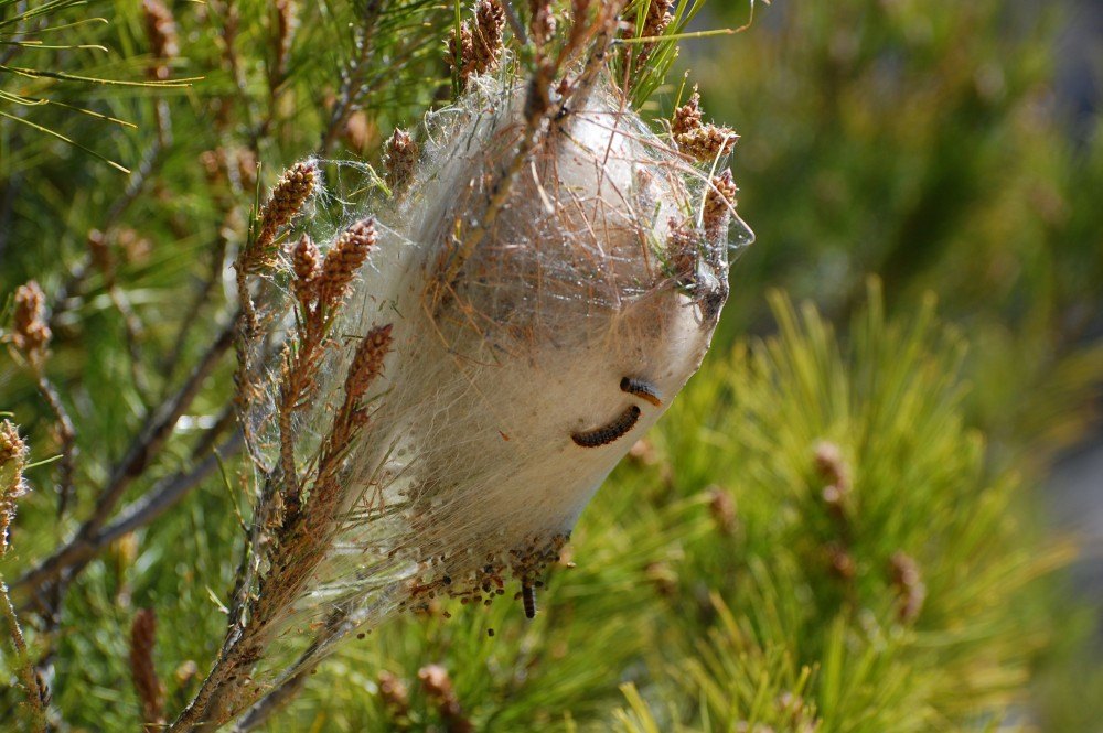 Horrible Pine processionary caterpillars getting back into their nest