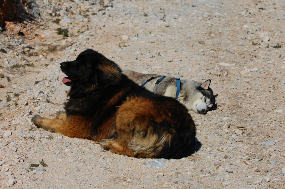 Resting in the sun