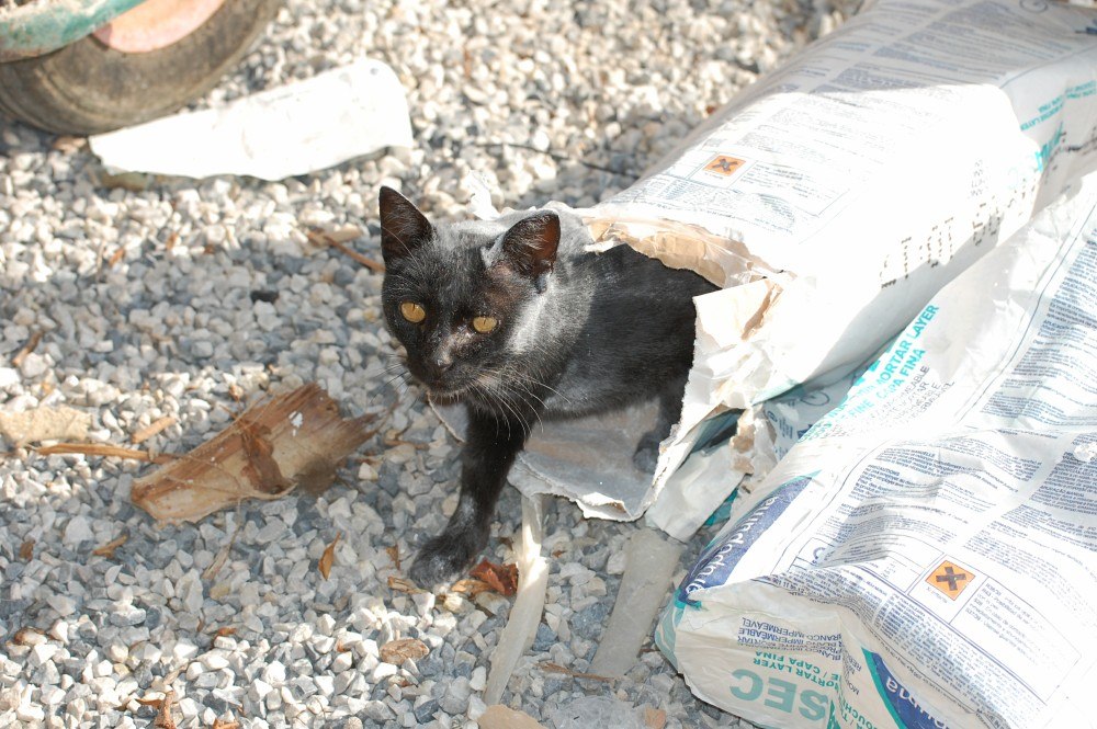 Coming out of a cement bag, she changed colour!