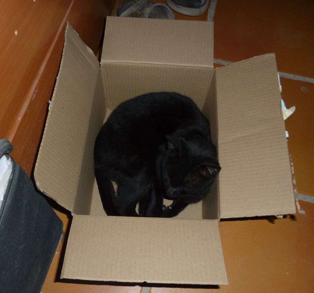 In a box, her favourite place to sleep