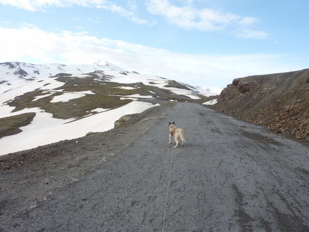 Here is me pulling hard trying to hurry everyone up to get to the snow