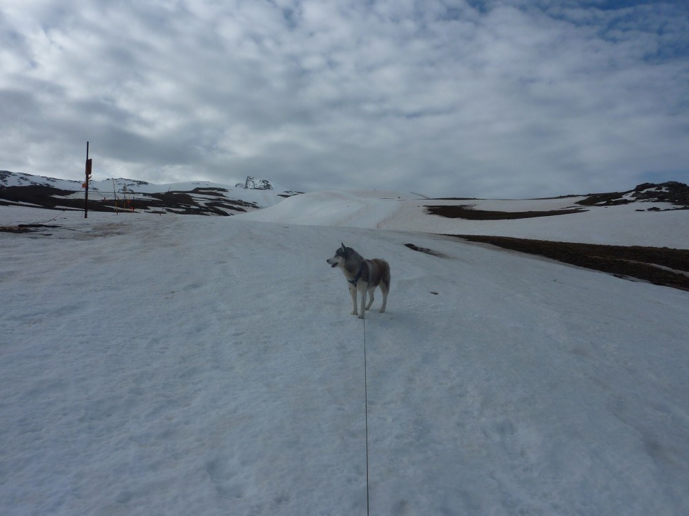 Waiting for the humans to get their skis on. Look how big the sky looks